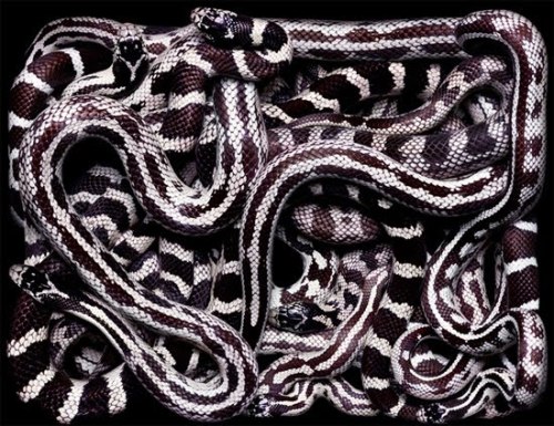 Porn foxyeight:  Amazing photographs of snakes photos