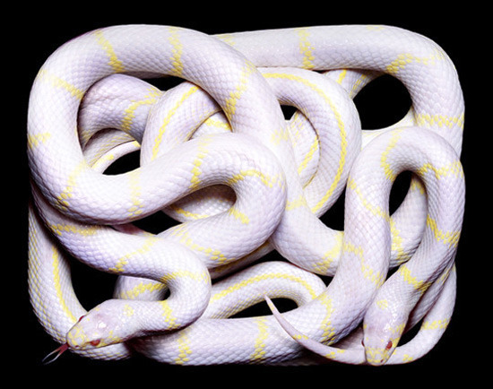 foxyeight:  Amazing photographs of snakes like you’ve never seen before source: http://www.thisblogrules.com/2009/12/amazing-photographs-of-snakes-like_16.html