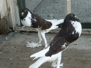fat-birds:Interrupting your 4th of July celebration to remind you that fancy pigeons exist. (x)