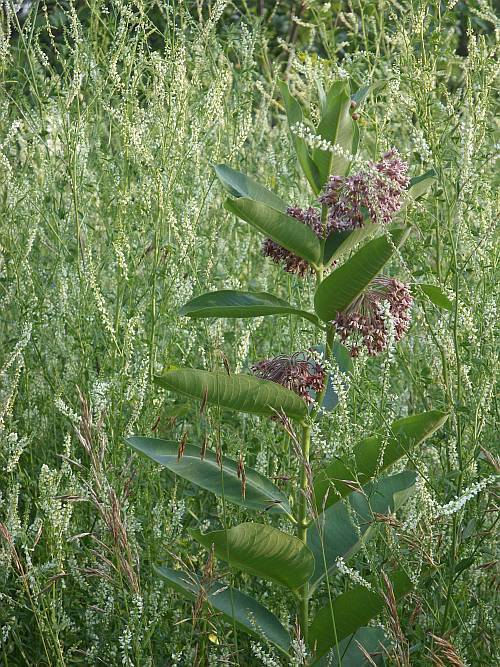 superbc:  Common milkweed in a field of white sweet clover. 