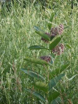 Superbc:  Common Milkweed In A Field Of White Sweet Clover. 