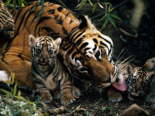 Tiger Mother and Cubs by Michael Nichols A Bengal tiger called Sita gives her cubs an early morning 