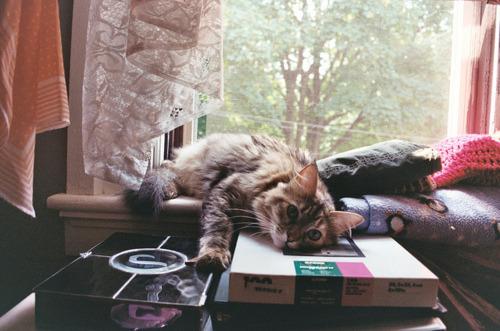 Tumblr on We Heart It. http://weheartit.com/entry/31947574