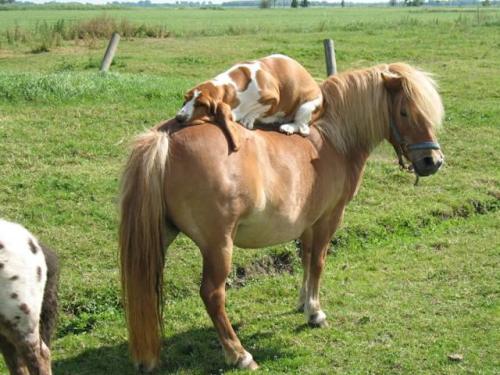 theclearlydope:  Hello Good Morning:  Yeah, it’s pure shit that we have to go back to work after the holiday but here’s a basset on a small horse to help matters. 