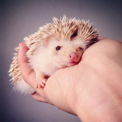 fukubo:  #hedgehog #pet (Instagramで撮影) 