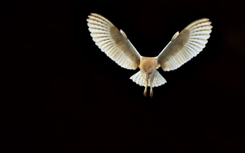 animals-animals-animals:Barn Owl Hunting (by Andy Rouse)