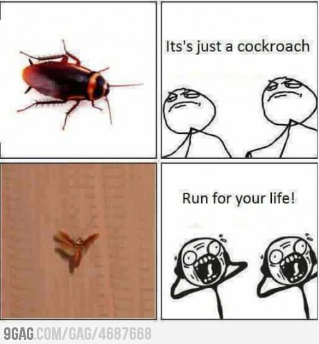 Wood roach vs cockroach