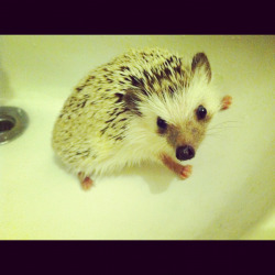 all-you-need-is-amor:  Took dexter a bath