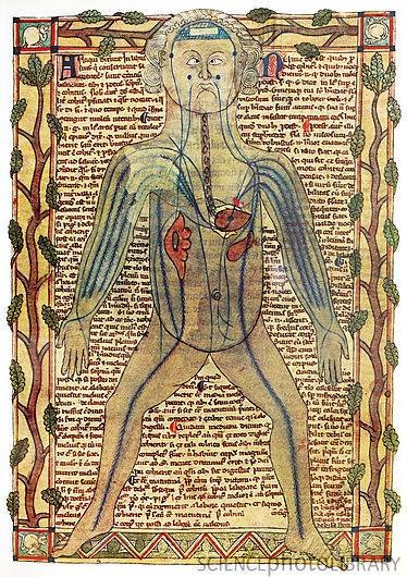 thestuartkings: Circulatory system Historical artwork of a human figure with internal organs and blo