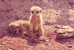  Baby Meerkats [x] 