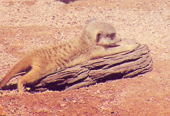 serafinascharm:Baby Meerkats [x]OhMyGoodnessasdfghjkl