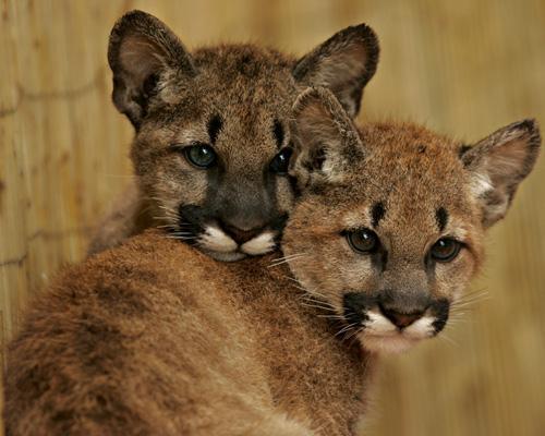 What kind of a person would do this? Seriously. And this is their idea of “fun”?
mothernaturenetwork:
“ In October 2008, hunters in Pope Valley, Calif., came across a mountain lion and her three cubs and began shooting at them. The mother was killed,...