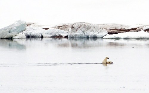 kari-shma:Adorable images of a polar bear cub hitching a ride on its mother’s back during a swim in 