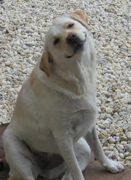 Haces el amor con tu mujer y al salir de la habitación te encuentras a Smiledog!
