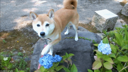 spooking-not-treating:  plaid-monkey:  You garden is quite lovely. It would be a shame if something were to… happen to it…  such flower. very petal. doge like it.