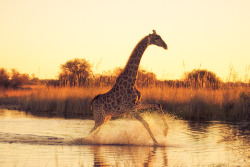 the-absolute-best-photography:  llbwwb:Running On Water by Mario Moreno Hey Guys,we need more Animals! Submit your Animal shots and Cute pets today! They don’t need to have 1000 Notes either:) You have to follow this blog, it’s really awesome!