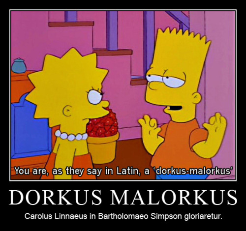 interretialia:interretialia:DORKUS MALORKUSCarolus Linnaeus in Bartholomaeo Simpson gloriaretur.DORK