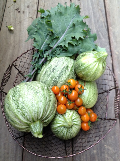 ediblegardensla:Harvesting kale, squash and tomatoes in a garden in Beverly Hills.