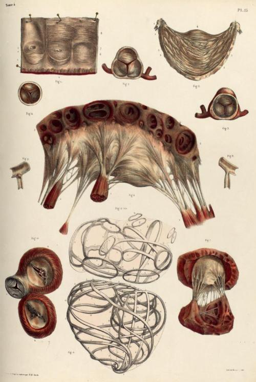 biomedicalephemera:Valves of the Heart, Cardiac Skeleton, and Connective Tissue of HeartThe “skeleto