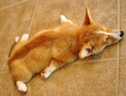 Sleepy corgi