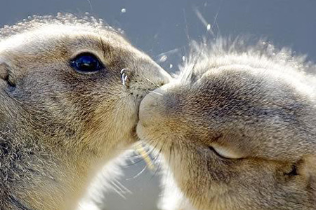 Today is the &ldquo;Day of the Kiss&rdquo;, der Tag des Kusses!  So - happy kissing!!! 