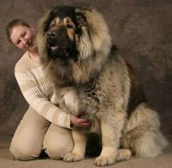 funnywildlife:  Caucasian ShepherdCaucasian