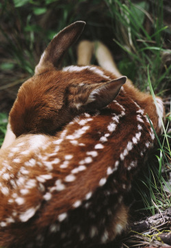 xxcelsiee:  Awh I want a bambi 