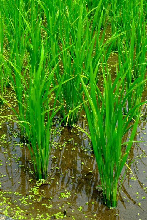 Rice from Kamiseya is used to produce one of Japan&rsquo;s finest&hellip; vinegear. Yeah, exactly.