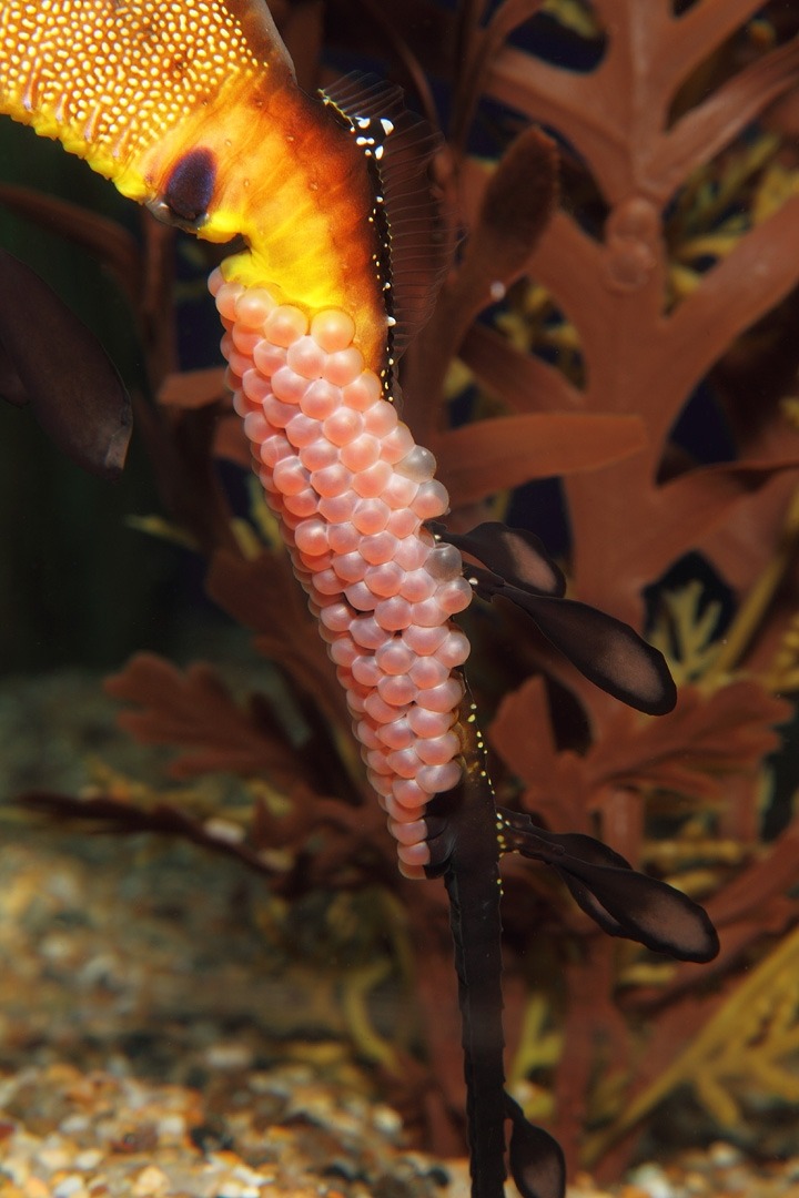 In mid June we made an exciting discovery: one of our weedy sea dragon dads was carrying eggs. He still is, and just look at how they’re developing! Learn more about the “Secret Lives of Seahorses” special exhibition.