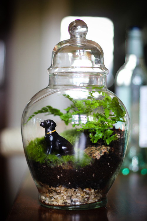 Custom Terrarium with Black Lab