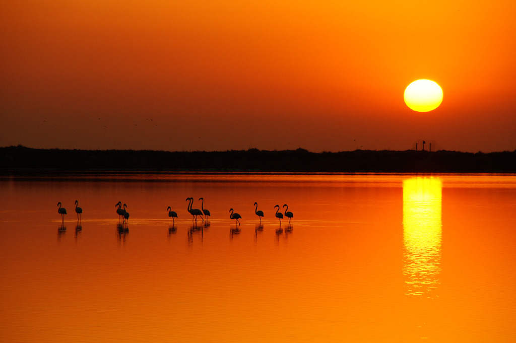 treewellie:  Otro amanecer flamenco by Jose Luis 