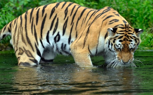 A tiger cools off in water at the zoo in Wuppertal, Germany. Picture: EPA/MARIUS BECKER