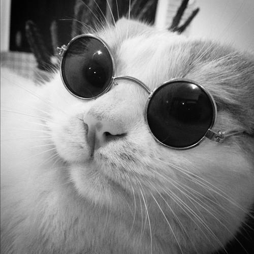 derpycats