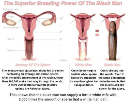 gillray999:  Nigger breeding explained