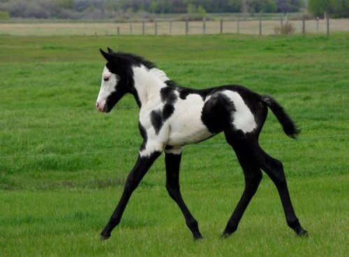 annehathawillannehathaway:  “are you wearing the-” “the chanel boots? yeah i am”  I must say  I have a hard time imagining this foal as Anne Hathaway in a pair of Chanel boots, but I sure am trying.