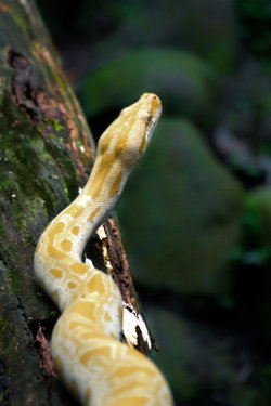 Purifytheking:  I Still Want A Pet Snake Omfg, My Perfect Pet.  Eep Bb