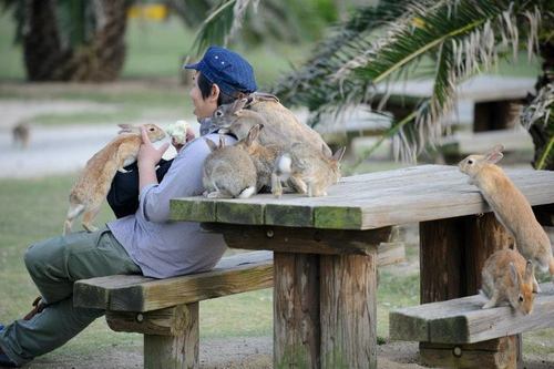 lolsofunny:  “Ōkunoshima (大久野島) (…) is often called Usagi Shima,