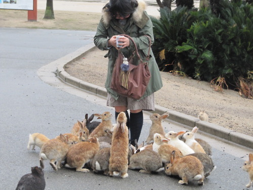 lolsofunny:  “Ōkunoshima (大久野島) (…) is often called Usagi Shima,