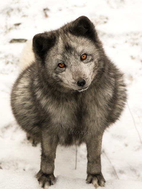 earth-song:  Polar / arctic fox (alopex lagopus, liska polarni, pesec) from ZOO Brno, Czech republic