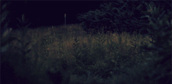 samcannon:  Fireflies in the meadow. 