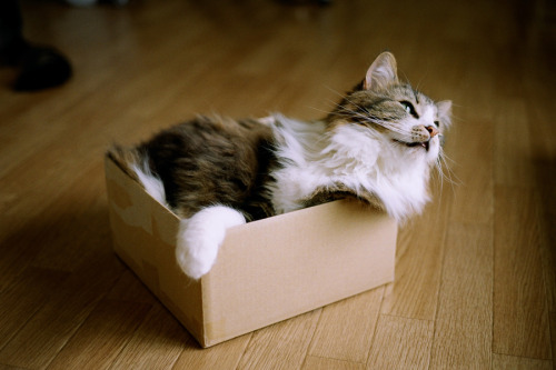 photogenicfelines:(via 500px / Photo “Box Cat” by tnh y)