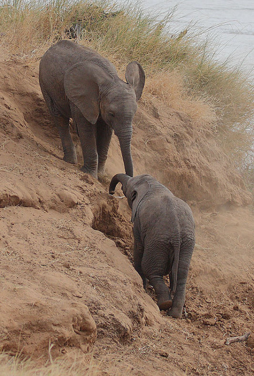 llbwwb:  Elephant calves  playing (by Rainbirder (Away for a while))