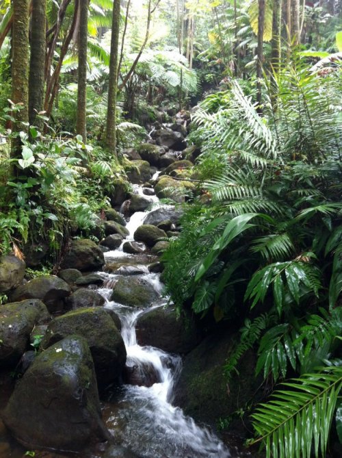 theadventurechild: purified-souls: ∞ CLICK HERE FOR A TROPICAL BLOG :) ∞