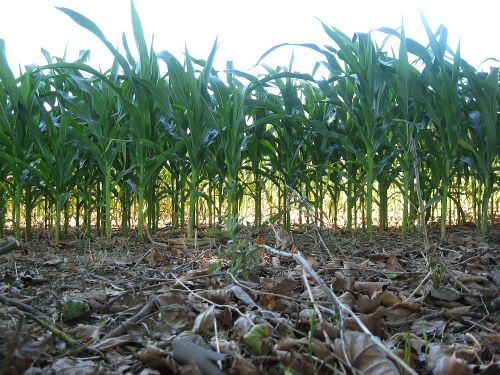 Corn (maize) field.