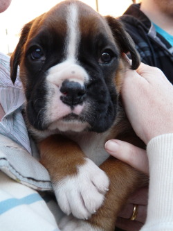 handsomedogs:  Rolo around 4 weeks.  Copy