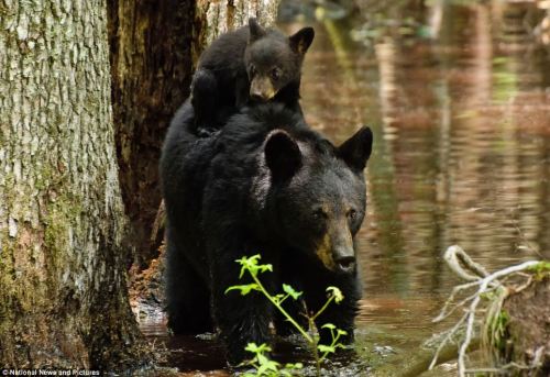 theanimalblog:    Black bear   adult photos