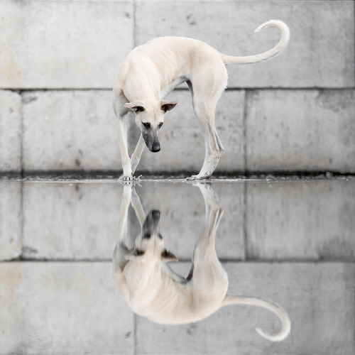 “Reflections” by Elke Vogelsang