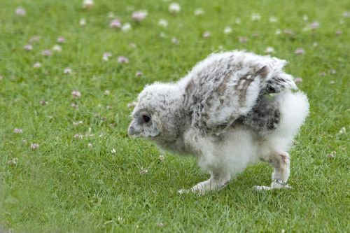 fat-birds:  Baby Ural Owl by ngbyrne on Flickr. 