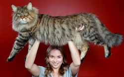 Funnywildlife:  Giant Cat!! Natalie Chettle Lifts Her Mother’s Maine Coon Cat Rupert