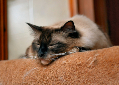 Smudge sleeping by resendre62 on Flickr.